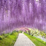 Gyouzatei Tashiro - 藤の花のトンネル