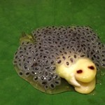 神保町 傳 - かわゆいです