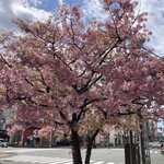 Sengyo Oshokujidokoro Yamashou - 〜店舗の近くの桜〜