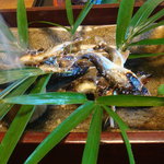 比良山荘 - 少し小ぶりの鮎でしたょ