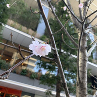 焼肉トラジ 京橋店 - 