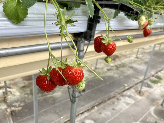 和田観光苺組合 - 相馬（その他）の写真