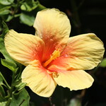 ザ・ブセナテラス - 