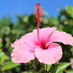 ザ・ブセナテラス - 