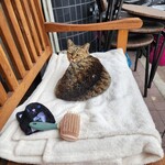 TAKUZO - お店のアイドル、いつ見ても寝てるwそして不機嫌wだが、それがいい