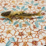 旬彩天 つちや - 琵琶湖稚鮎