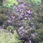 手打そば　いしやま - 藤の花。