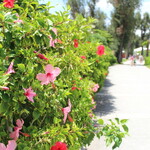 ザ・ブセナテラス - 