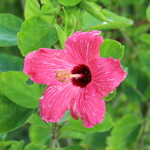 ザ・ブセナテラス - 