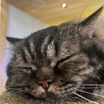 CAT CAFE MOCHA - 