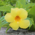 ザ・ブセナテラス - 