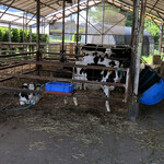 石岡鈴木牧場ヨーグルト・チーズ工房 - 子牛がお出迎え