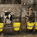 石岡鈴木牧場ヨーグルト・チーズ工房 - 産まれたての子牛