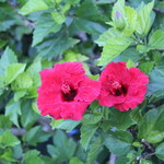 ザ・ブセナテラス - 