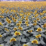 そば酒房 なごみや - 野木のひまわりは素敵だ、きれいだ、夏だ