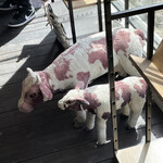 前田牧場 ファーマーズカフェ - 