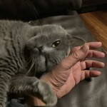 CALVA - 甘ったれる伝次郎