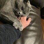 CALVA - 僕のお手々ニャ by 伝次郎①