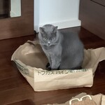 CALVA - ちょっとおすましの伝次郎