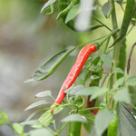 辛いラーメン14 - 