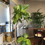 洋食喫茶かんぱーにゃ - 店内のいたるところに植物