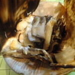 西海道　ときとき - 