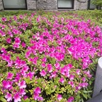 Oganikku Baru San - 「日本大通り」には、道の両側に綺麗な花が咲いていました。