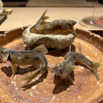 料理屋 植むら - 長野県　天竜　稚鮎塩焼き