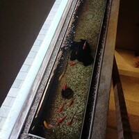 蓮 三四七 - 