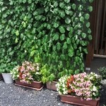 そば仁 - 開店時間はお昼なので朝顔はしぼんでいます