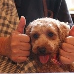 R-S - ドックサロンRが併設されており、愛犬可