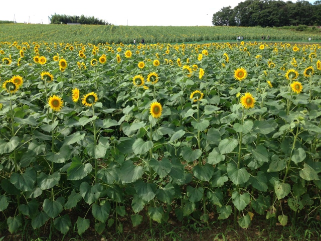 ひまわりの丘 売店 - 古川（その他）の写真