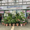 あしかがフラワーパーク