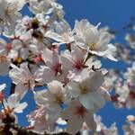 トライアングルカフェ - ちょっと遅かったｹﾄﾞ