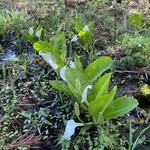 カキズ カフェ - 