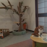 Small Cat Forest - 