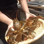 IAKU  - オマール海老ちゃんはご飯へ❤️