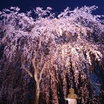 Sushi Kappou Misaki - 田城址公園観桜会行って来ました、しだれ桜です