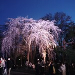 寿し割烹 美咲   - 田城址公園観桜会行って来ました、しだれ桜です