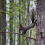 ル・ゴロワ フラノ - エゾリスの子供、耳の長い毛が可愛い