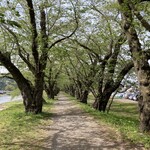 安藤醸造元 - 角館の桜並木