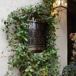 ブルー ファー ツリー - 