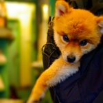 ここがテンちゃんのお気に入り。