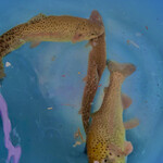 ひるがのマス園 - 