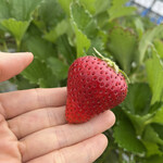 姫路ハートフル観光農園 - 