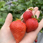 姫路ハートフル観光農園 - 