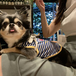 フロックス ローカル マーケット - 