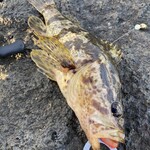 味処 狩女の里 - 朝釣れたタケノコメバル