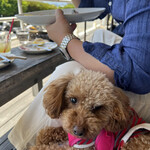 ダブルドアーズ - 