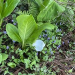 カキズ カフェ - 